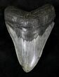 Serrated Megalodon Tooth - South Carolina #21225-1